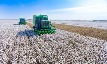 新疆棉花产地