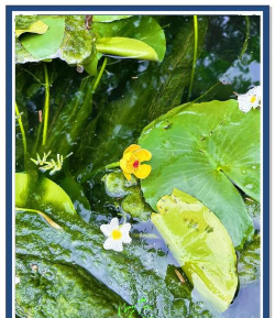 小众送妈妈的花有哪些花