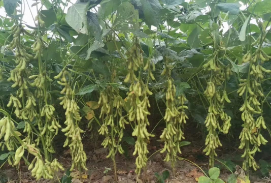 小众送妈妈的花有哪些花