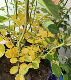 小众送妈妈的花有哪些花