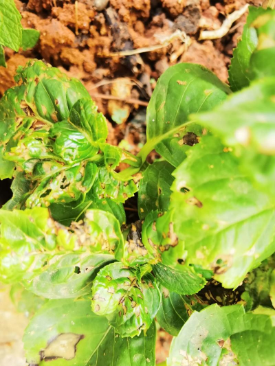 小众送妈妈的花有哪些花