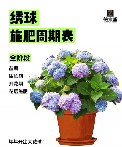 绣球冬天什么时候施肥