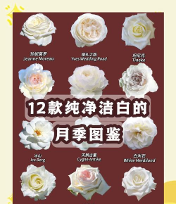 小众送妈妈的花有哪些花