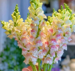 金鱼草为什么花卉