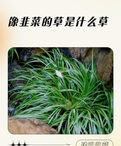 长得像韭菜植物是什么