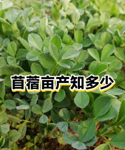 苜蓿草亩产多少斤