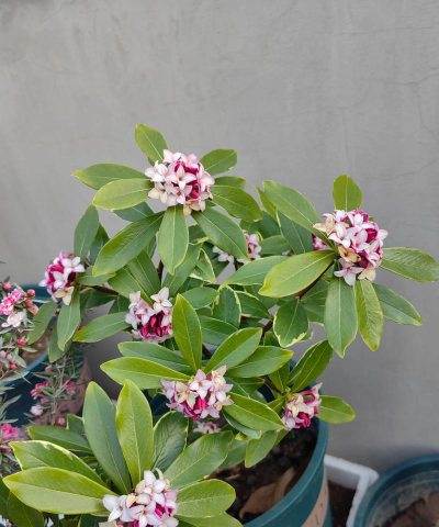 小众送妈妈的花有哪些花