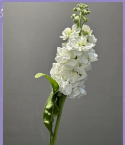 小众送妈妈的花有哪些花