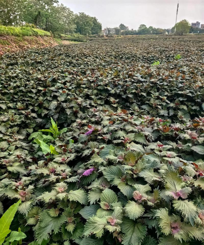 小众送妈妈的花有哪些花