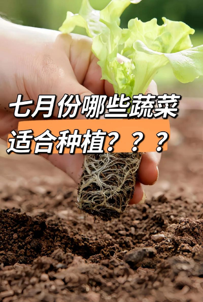 七月中旬适合种植什么农作物