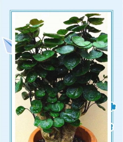 小众送妈妈的花有哪些花