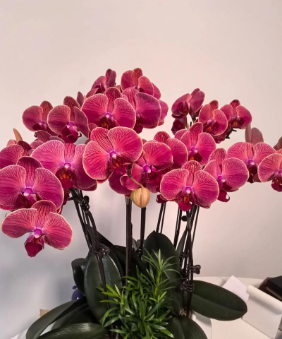 小众送妈妈的花有哪些花