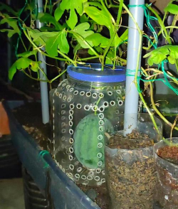 小众送妈妈的花有哪些花