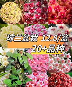 小众送妈妈的花有哪些花