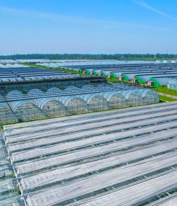 小众送妈妈的花有哪些花