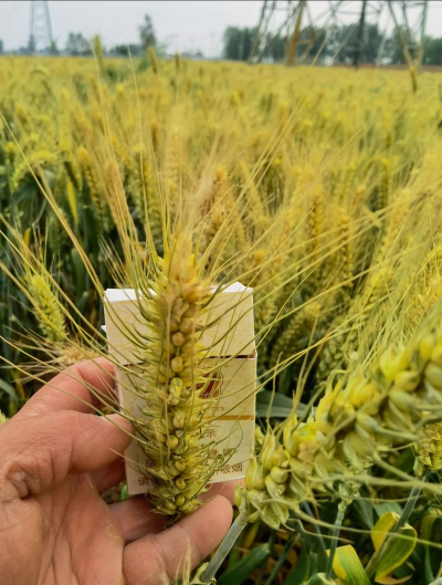 小众送妈妈的花有哪些花