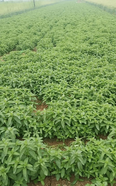 小众送妈妈的花有哪些花