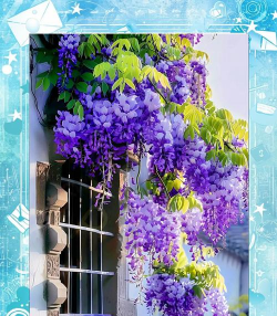 有哪些花是藤蔓