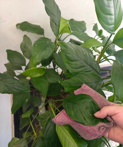 小众送妈妈的花有哪些花