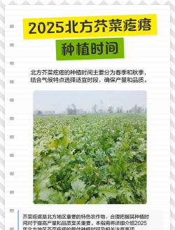 北方芥菜疙瘩生长期多少天