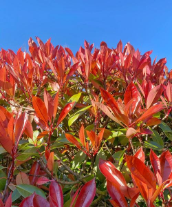 红叶花植物有哪些