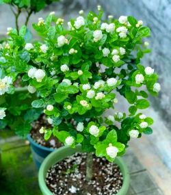 小众送妈妈的花有哪些花