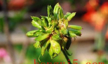 绿萼怎么养长的好