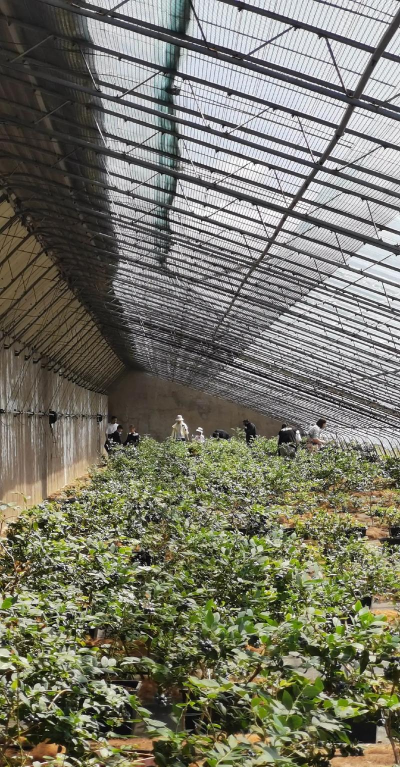 小众送妈妈的花有哪些花