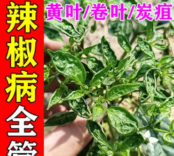 辣椒卷叶用什么药防治