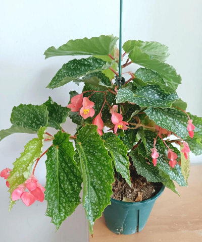 小众送妈妈的花有哪些花