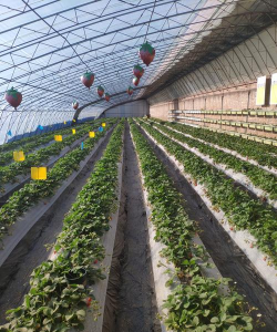 小众送妈妈的花有哪些花