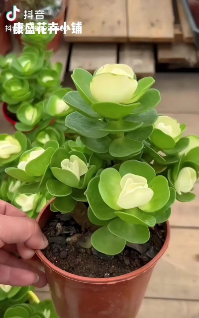 小众送妈妈的花有哪些花