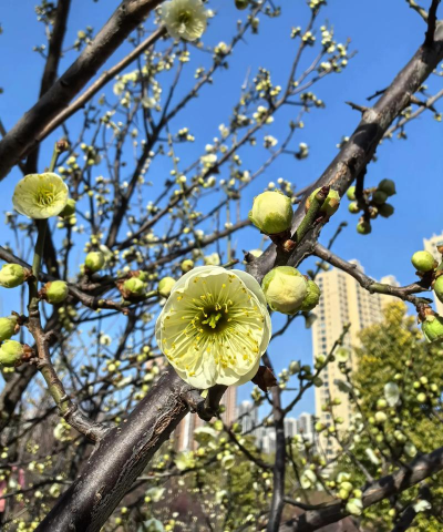 绿梅有哪些特征