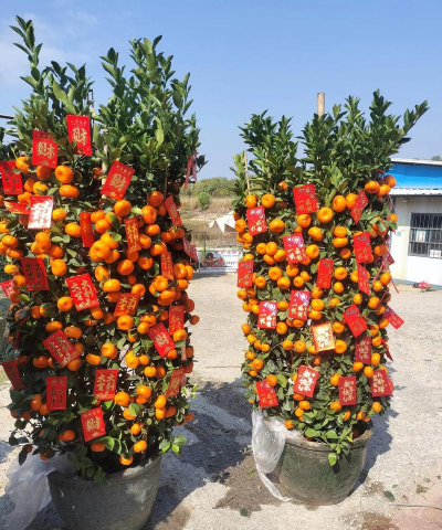 小众送妈妈的花有哪些花