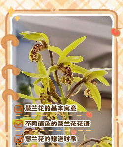 小众送妈妈的花有哪些花