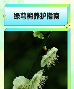 绿萼的养殖方法及注意事项