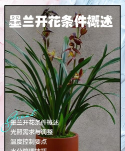 小众送妈妈的花有哪些花