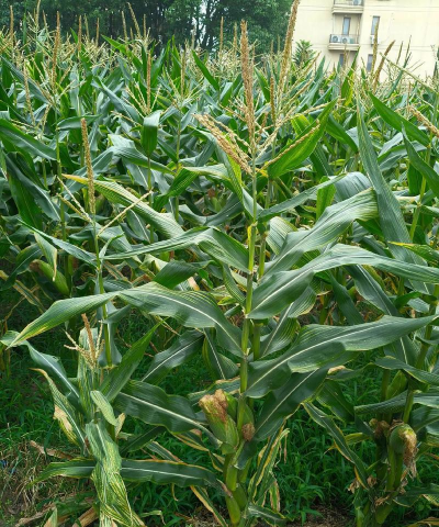 玉米是什么植物