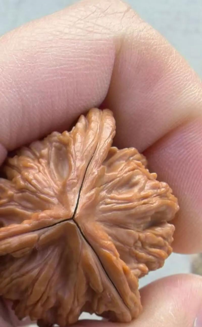 硬果核为什么会裂开