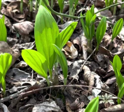 小众送妈妈的花有哪些花