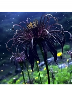 小众送妈妈的花有哪些花