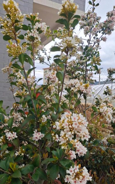 小众送妈妈的花有哪些花