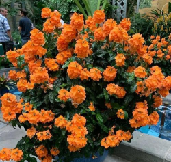 小众送妈妈的花有哪些花