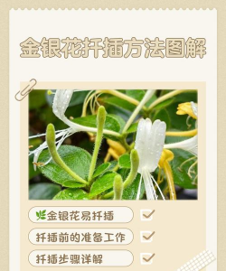 金银花可以插枝种植吗