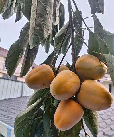 柿子是凶树还是吉树