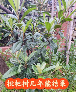 枇杷树几年才能结果