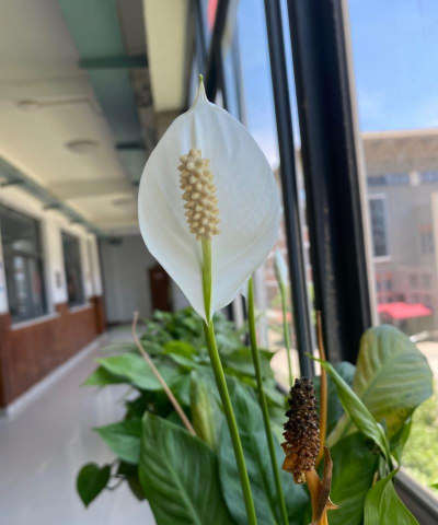 小众送妈妈的花有哪些花