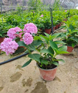 小众送妈妈的花有哪些花