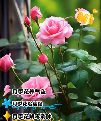 小众送妈妈的花有哪些花