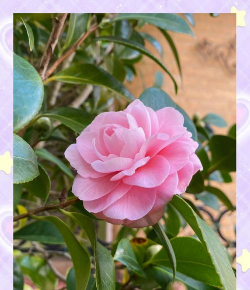 小众送妈妈的花有哪些花